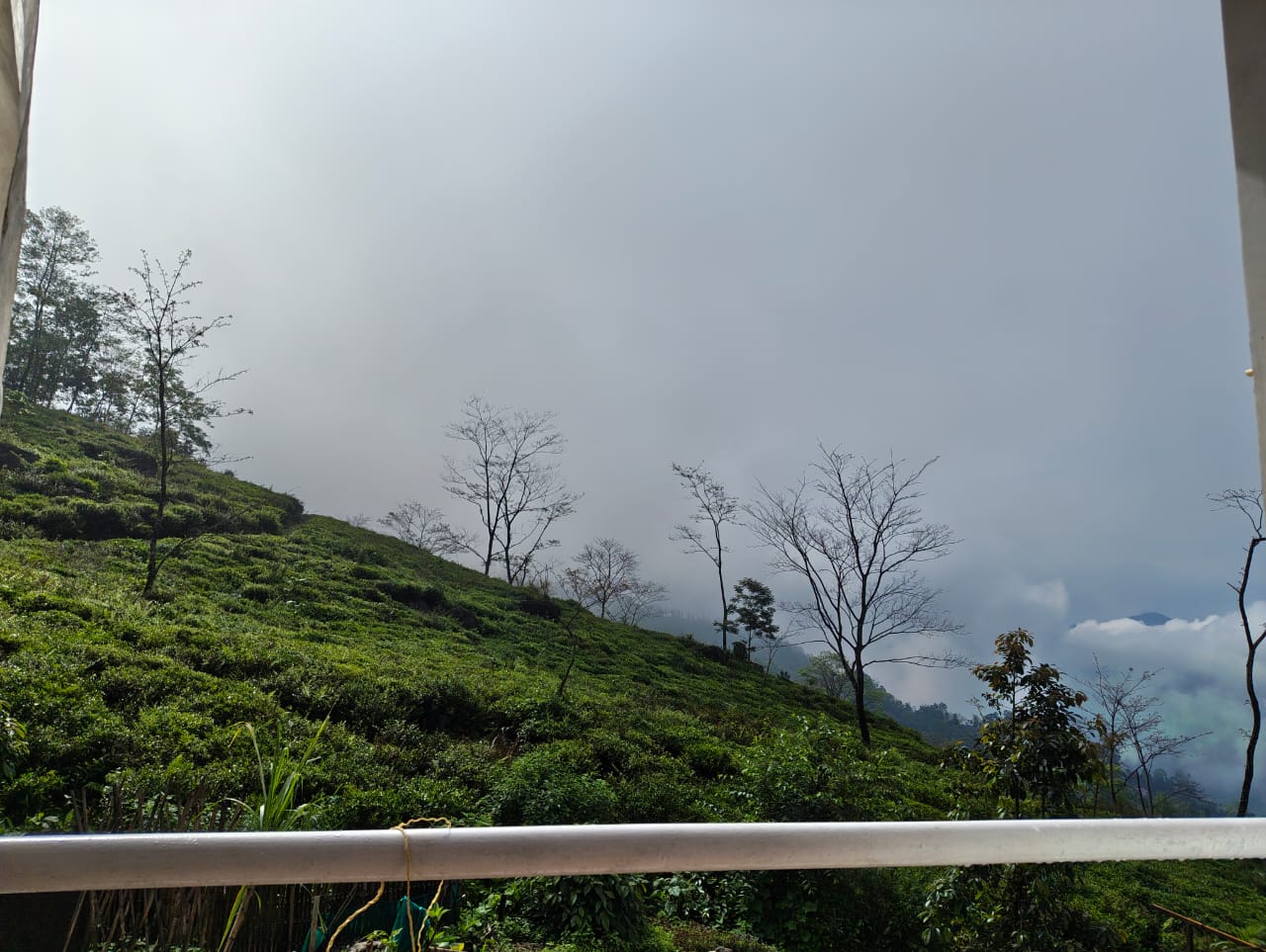 Tea garden slopes in mist